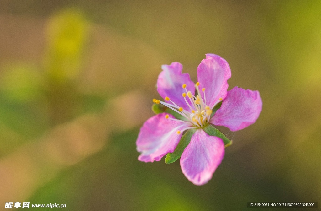 鲜花 鲜花背景