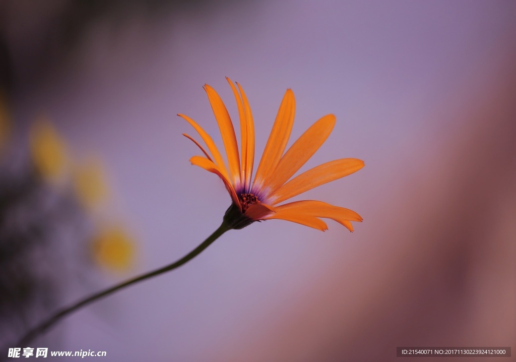 鲜花 鲜花背景