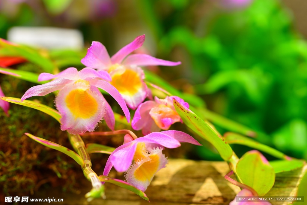 鲜花 鲜花背景