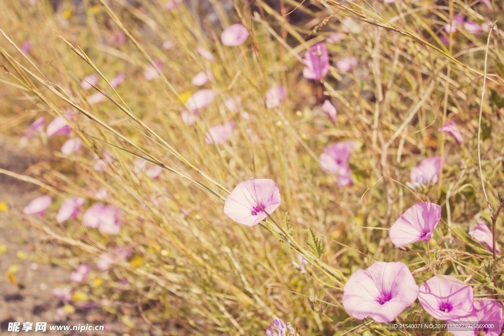 鲜花 鲜花背景