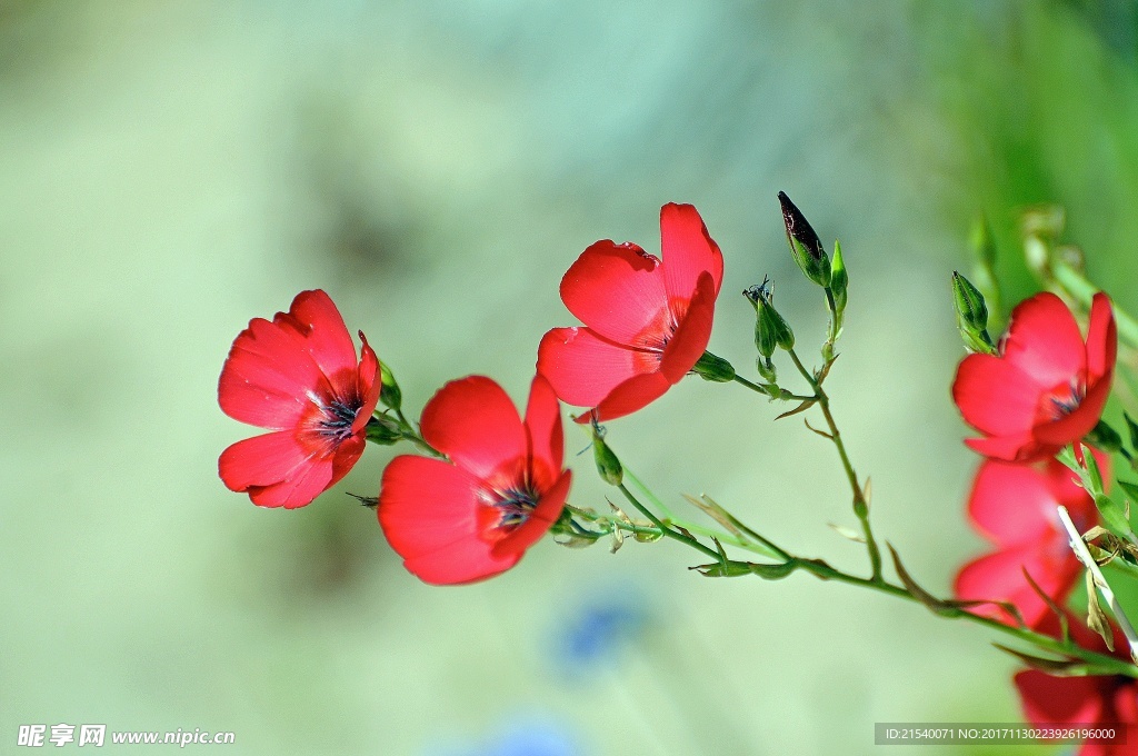 鲜花 鲜花背景