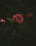 鲜花 鲜花背景