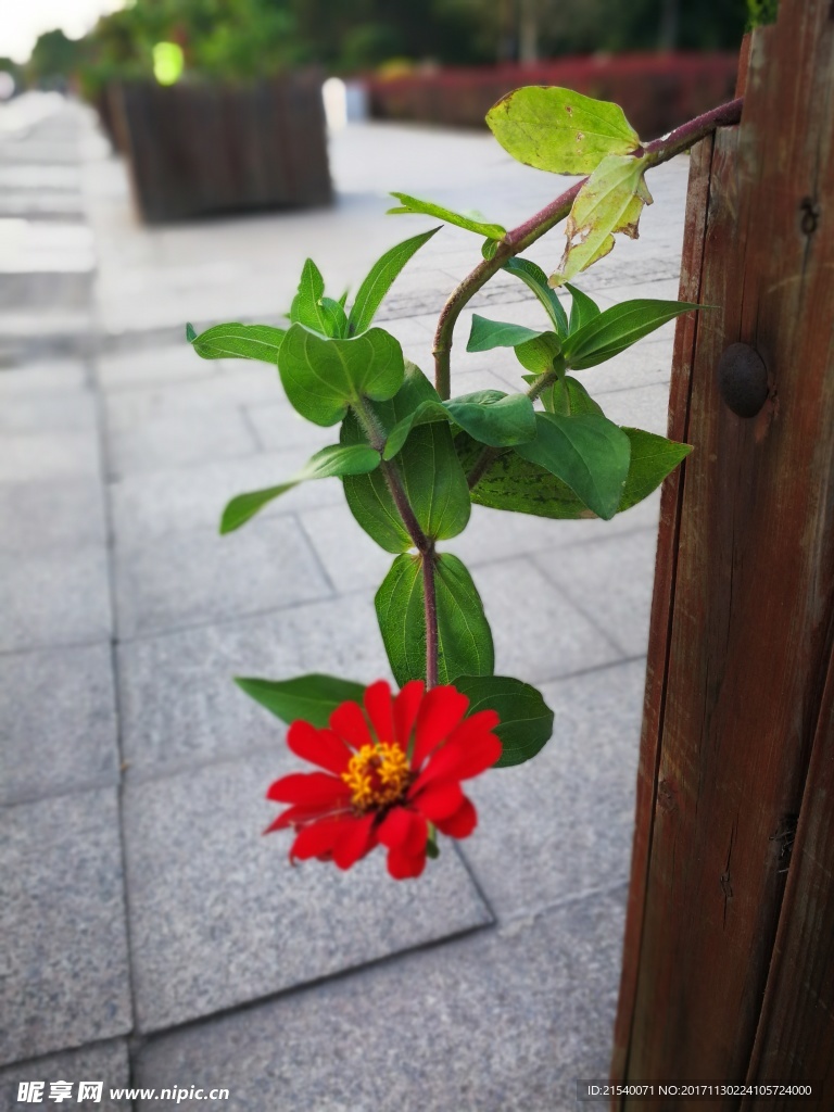 鲜花 鲜花背景