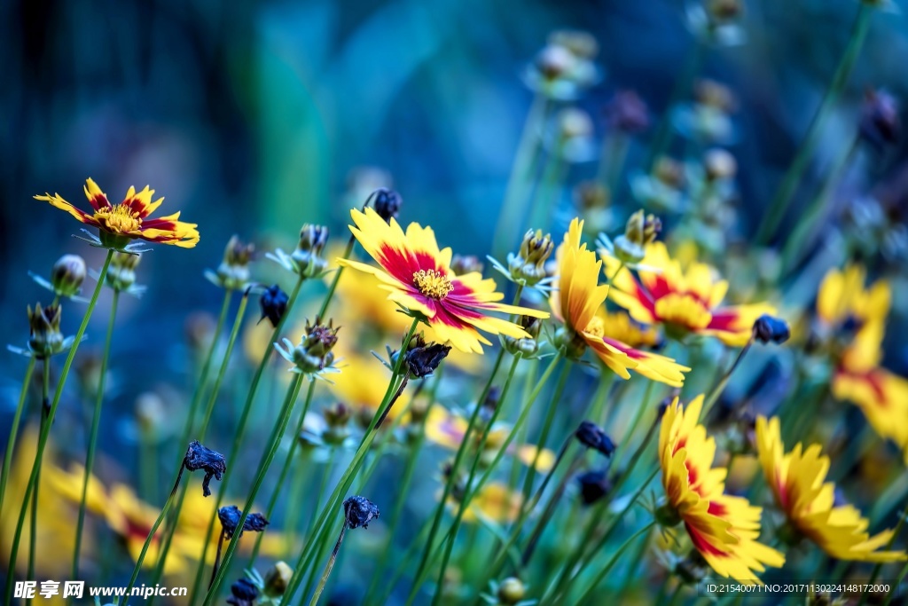鲜花 鲜花背景