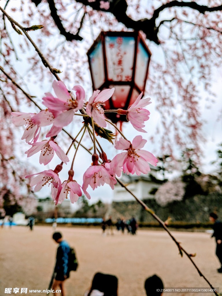 鲜花 鲜花背景