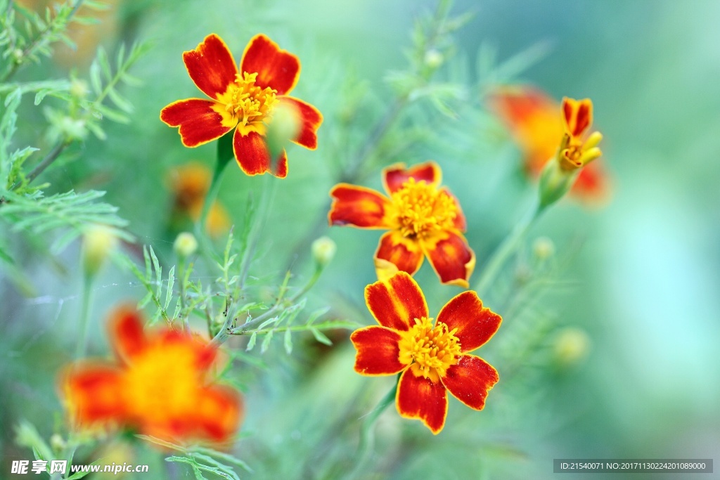 鲜花 鲜花背景