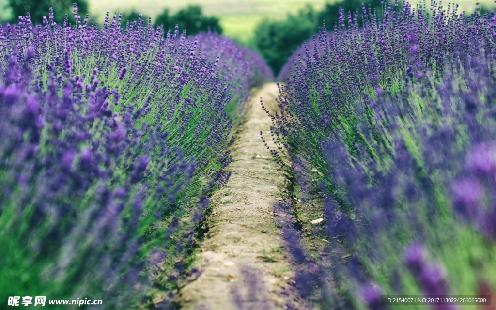 鲜花 鲜花背景