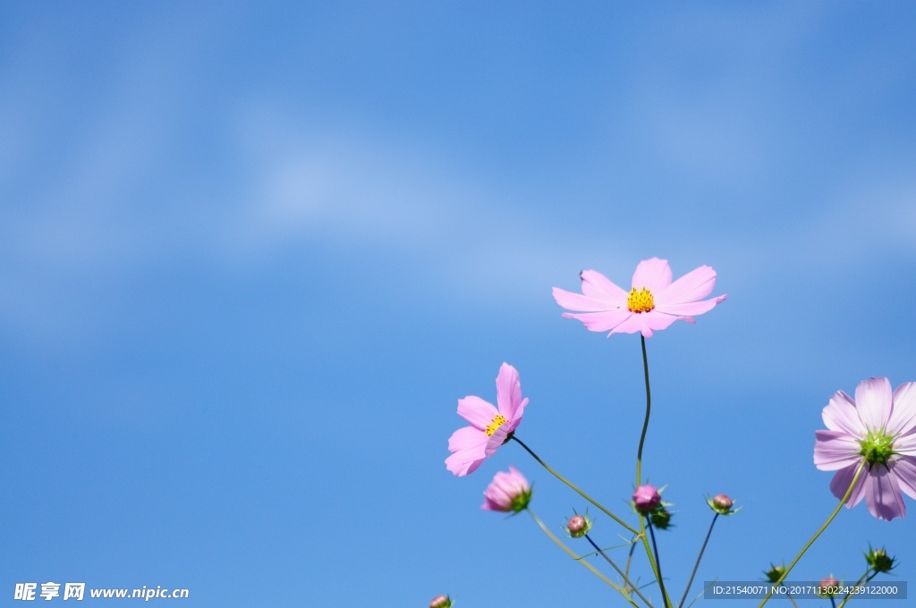 鲜花 鲜花背景