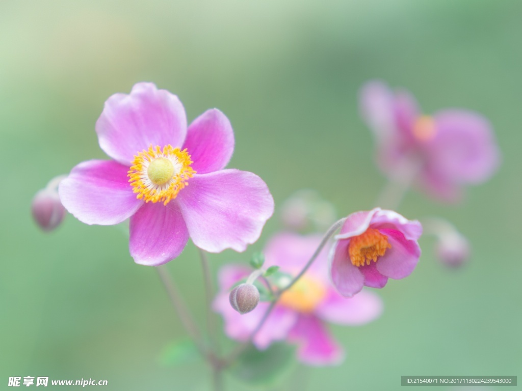 鲜花 鲜花背景