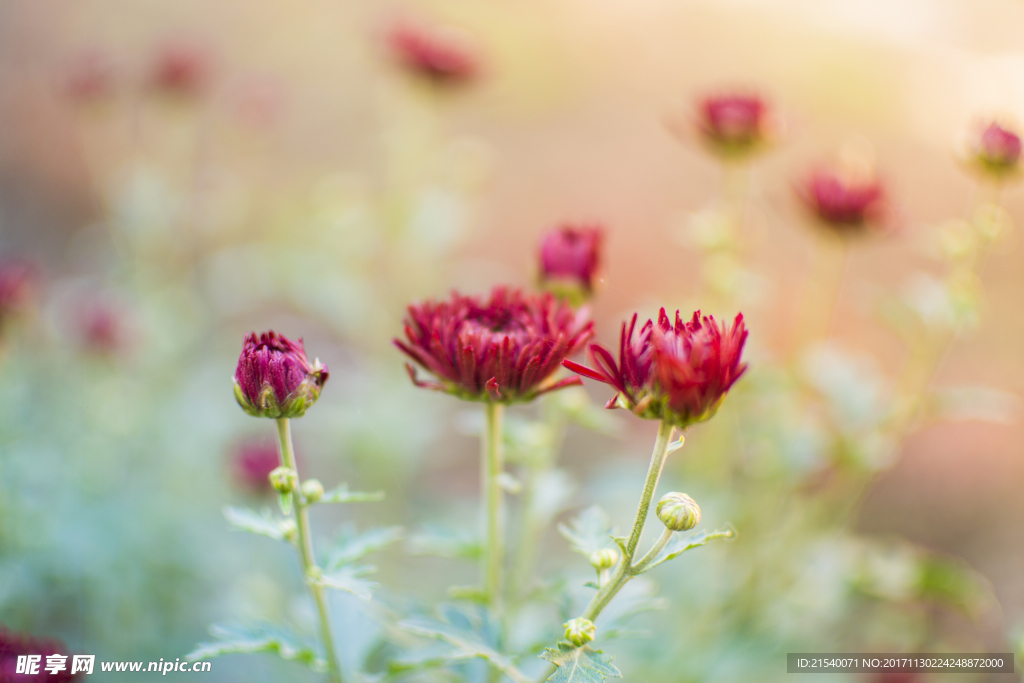 鲜花 鲜花背景