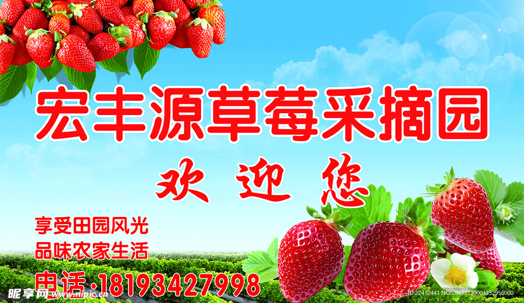 草莓采摘园 草莓特写 水果摄影