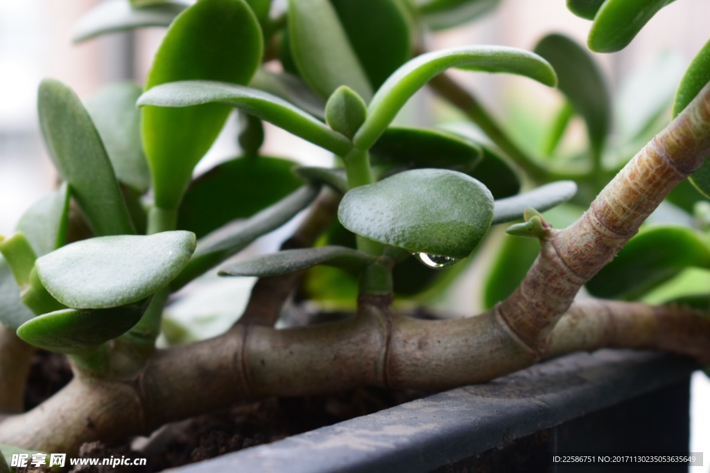 植物