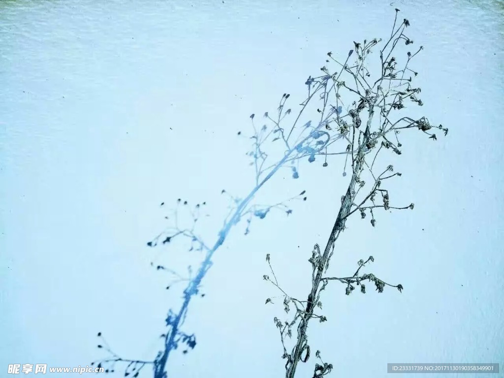 枝与影