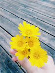 小黄花