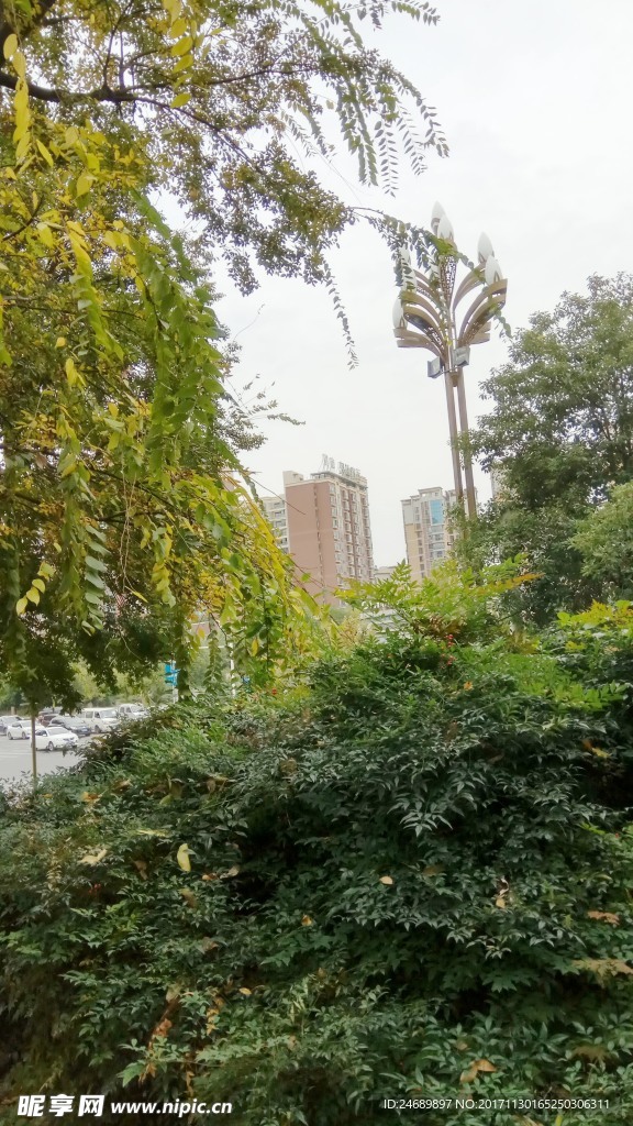 绿色  草  树树  电线杆