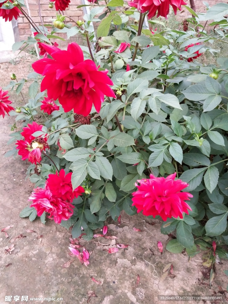 红薯花