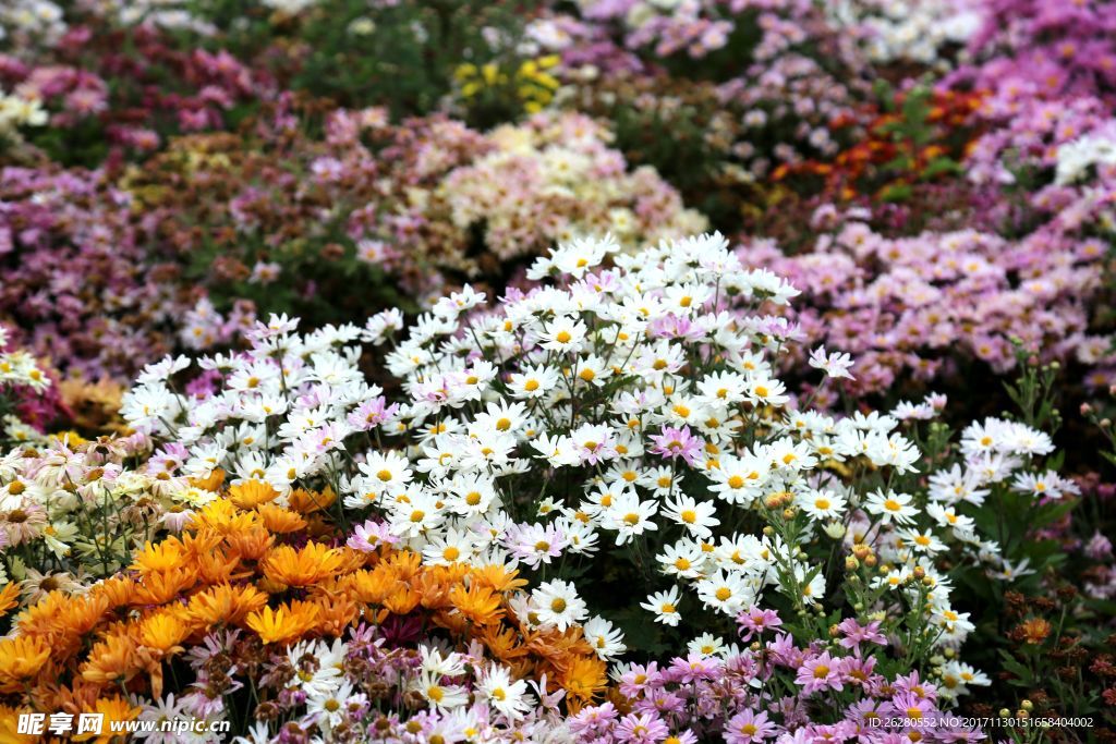 花花相拥