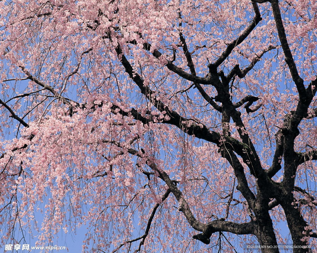 樱花