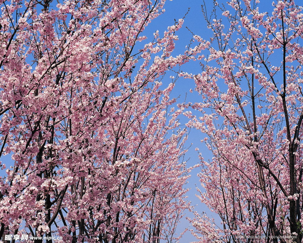 樱花