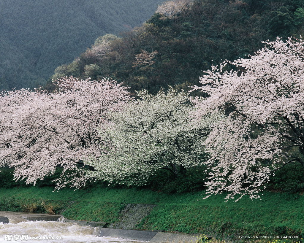 樱花