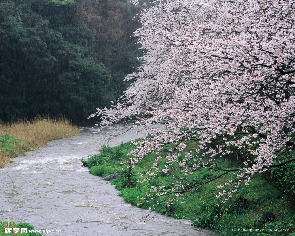 樱花