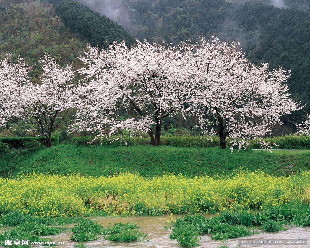 樱花
