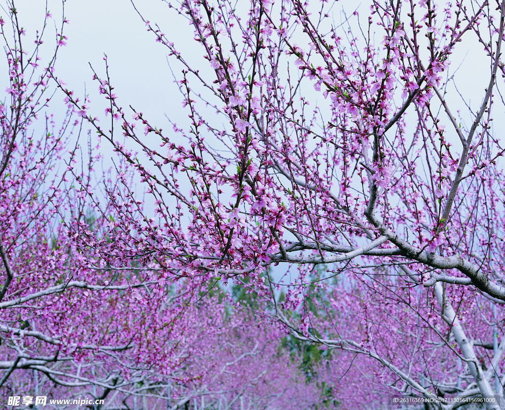 樱花