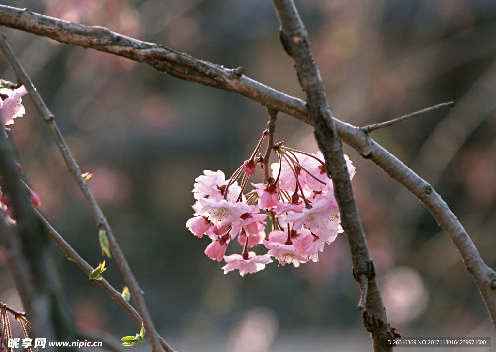 樱花