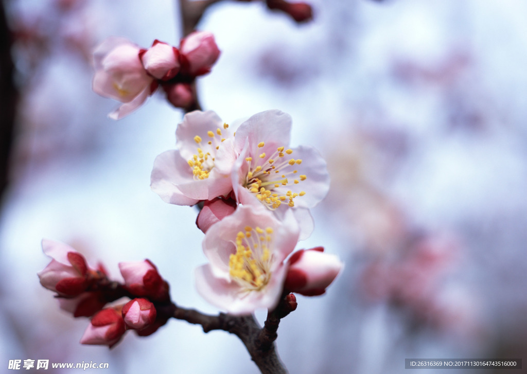 樱花