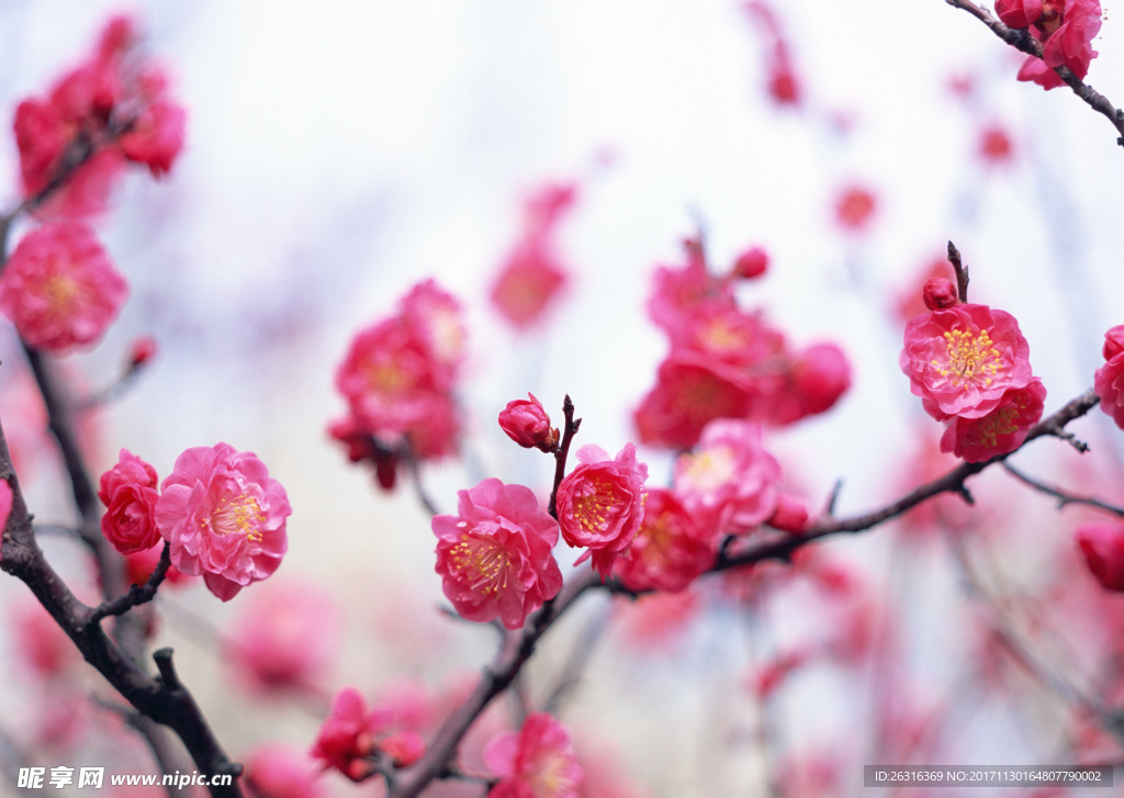 樱花