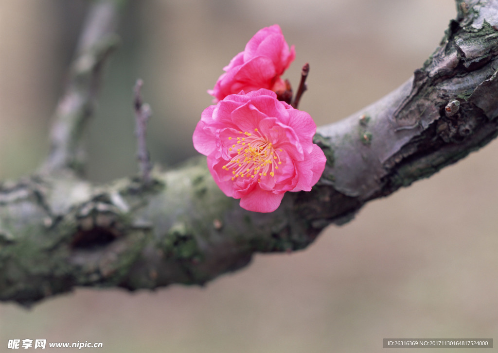 樱花