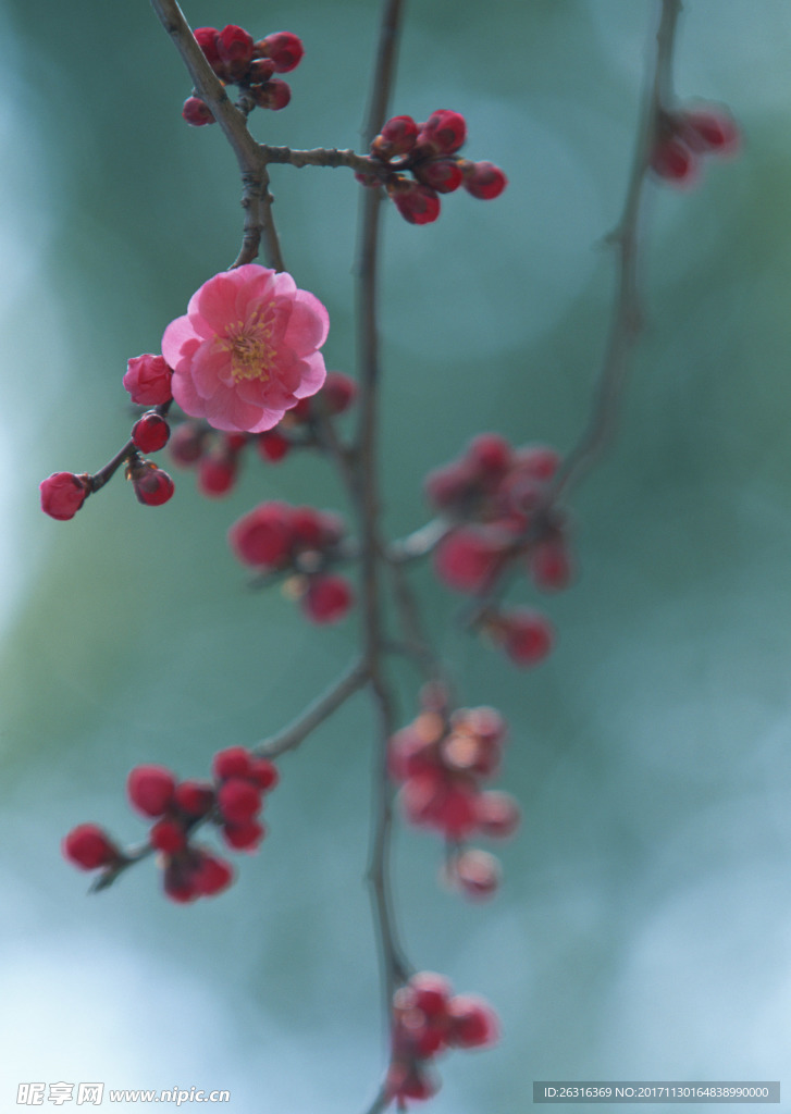 樱花