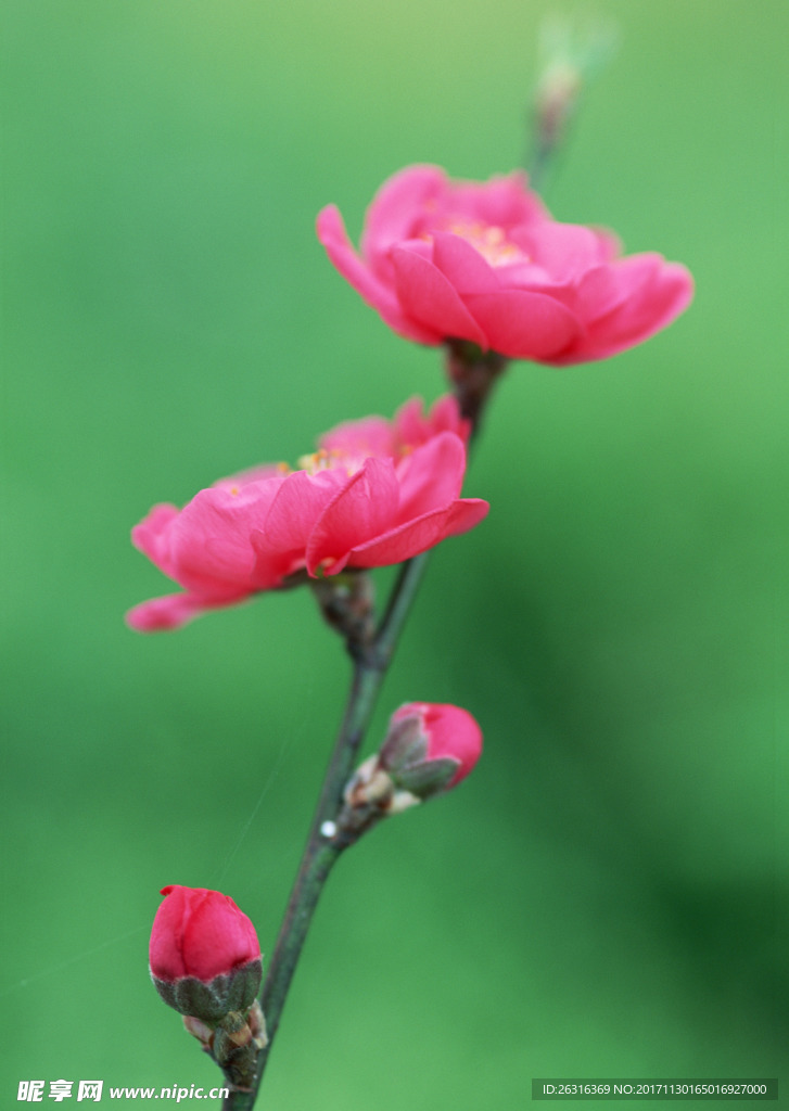 樱花
