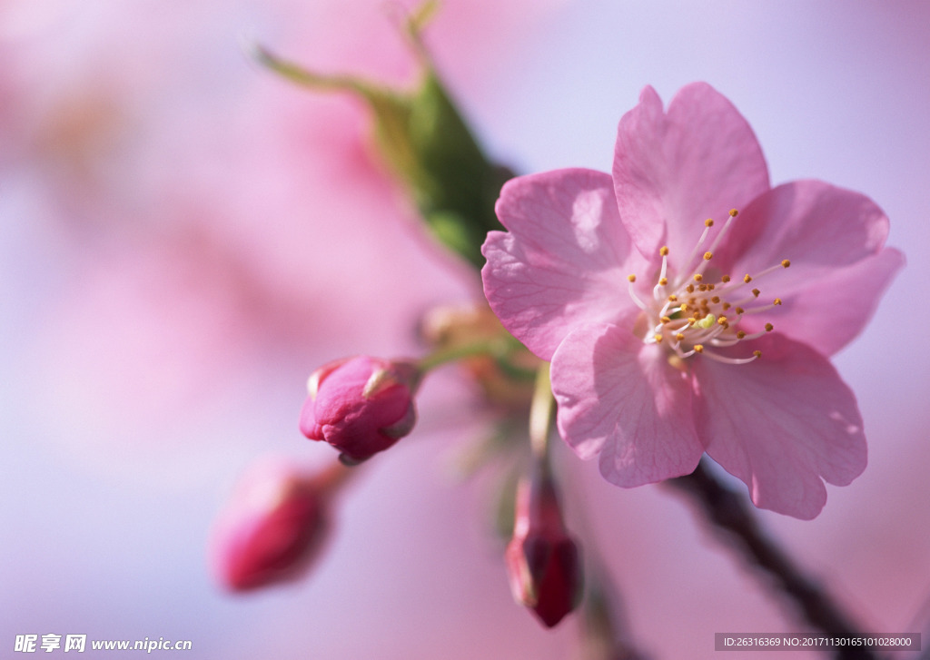 樱花