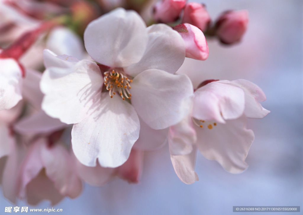 樱花