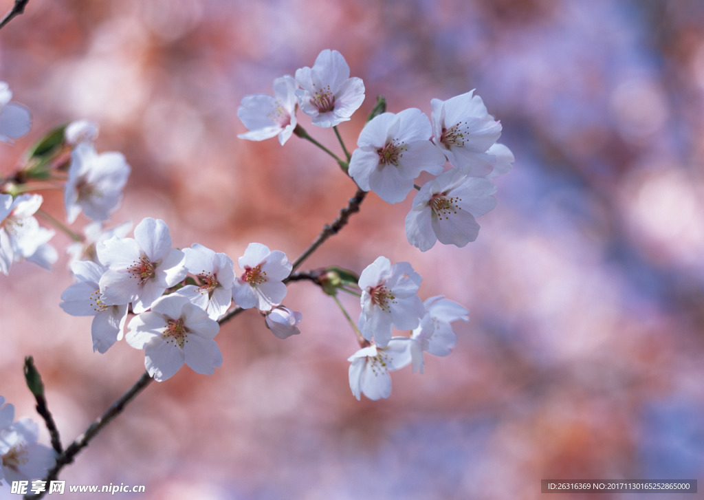 樱花