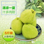 清新水果芭乐主图