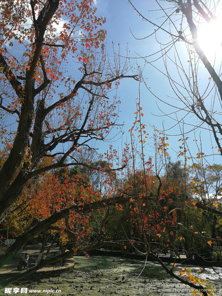 红叶