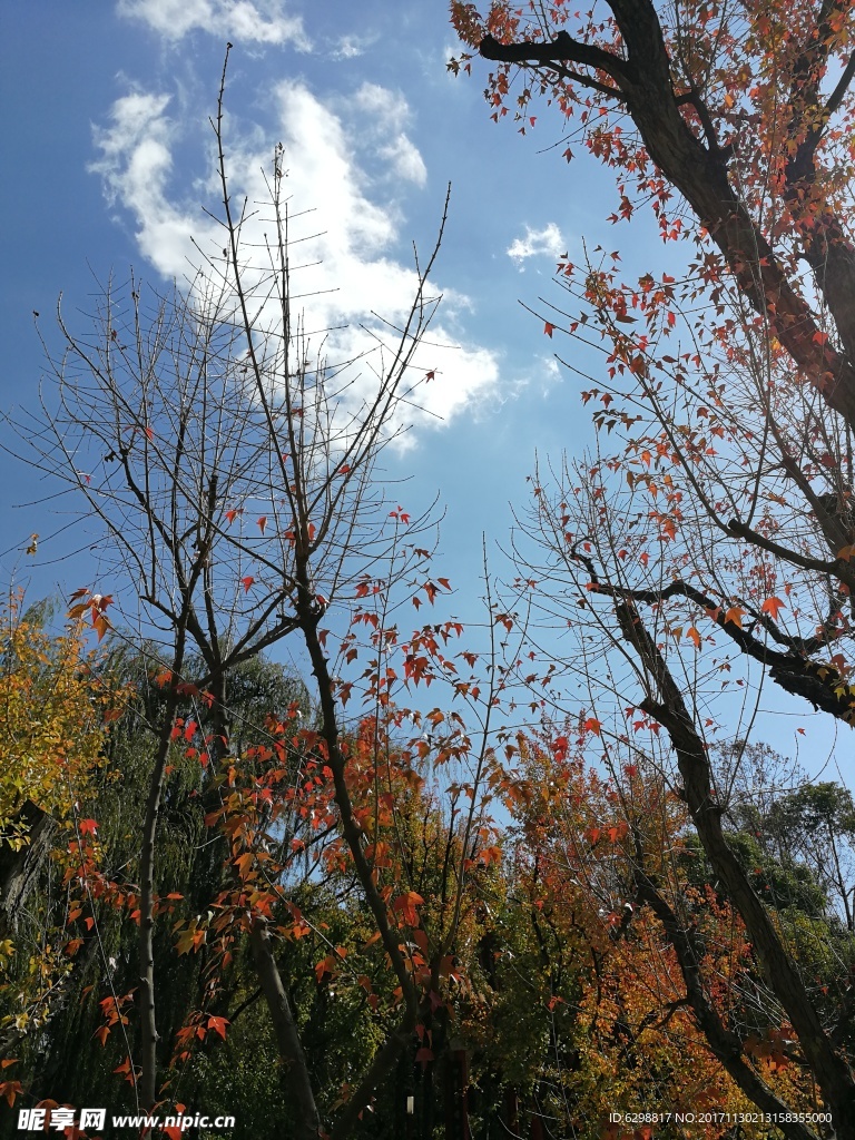 红叶