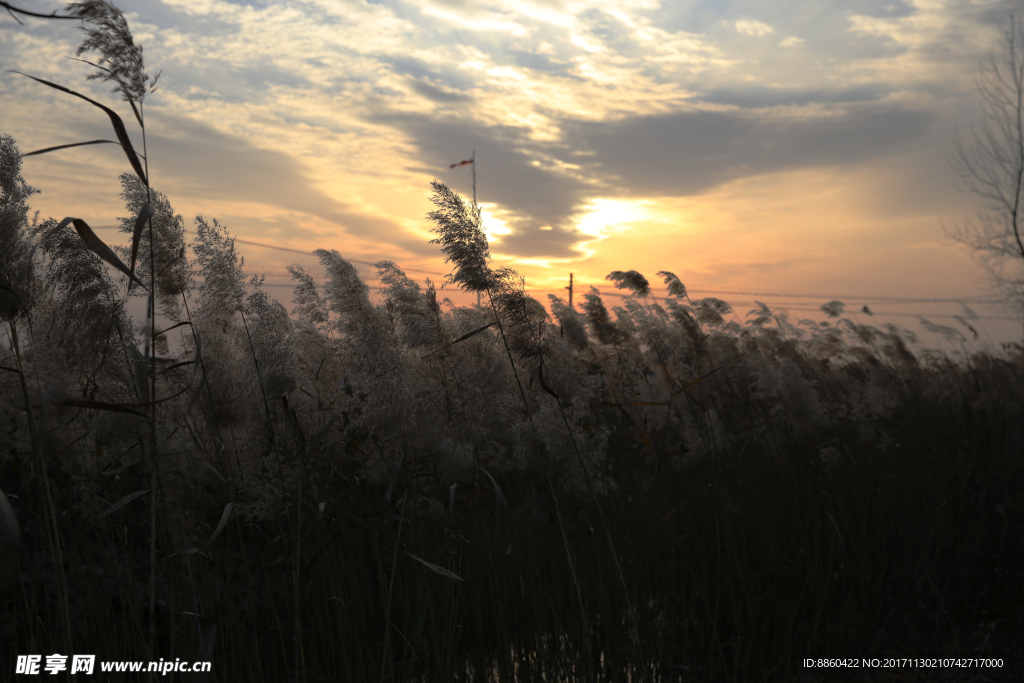 夕阳下的芦花