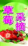 草莓采摘