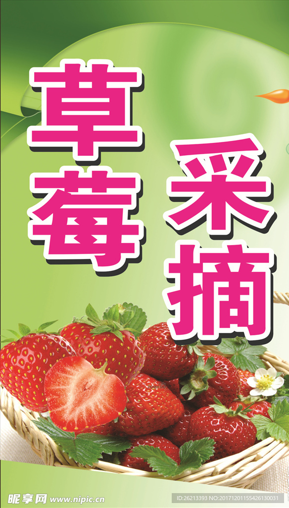 草莓采摘