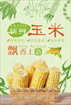 新鲜玉米宣传海报