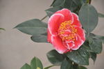山茶花