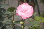 山茶花
