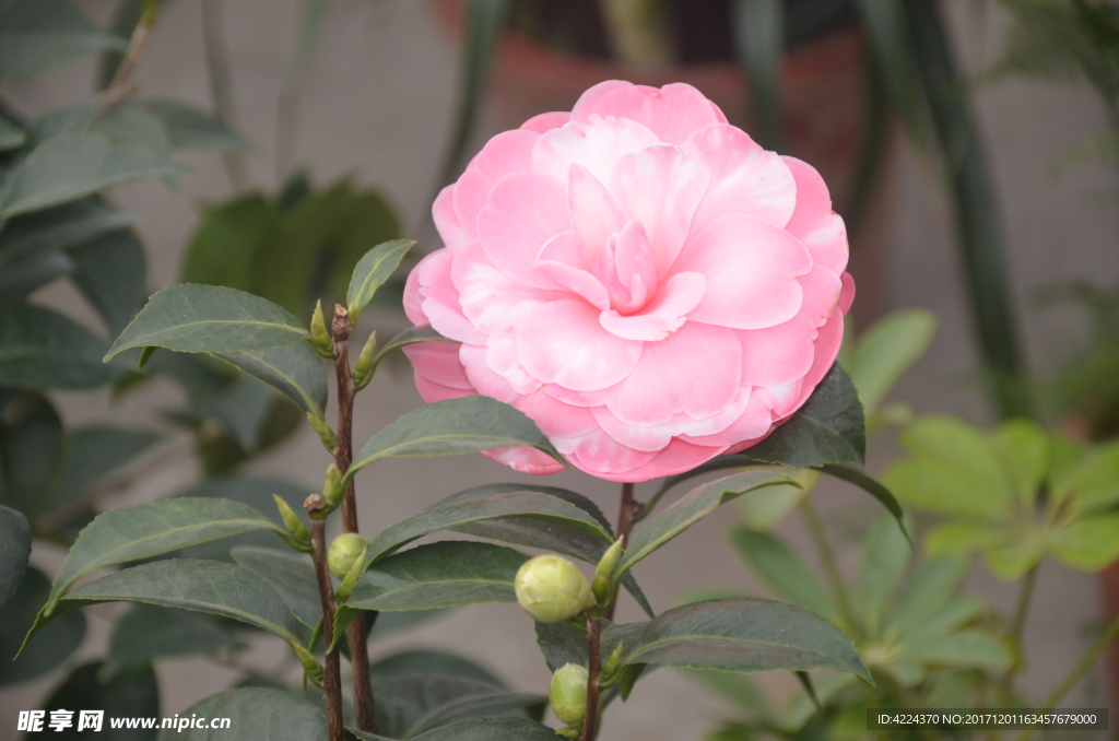 山茶花