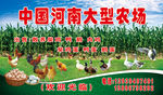农业养殖海报