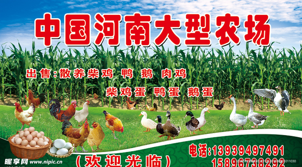 农业养殖海报
