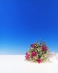 捧花