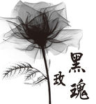 黑玫瑰